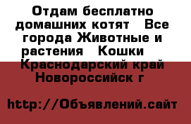 Отдам бесплатно домашних котят - Все города Животные и растения » Кошки   . Краснодарский край,Новороссийск г.